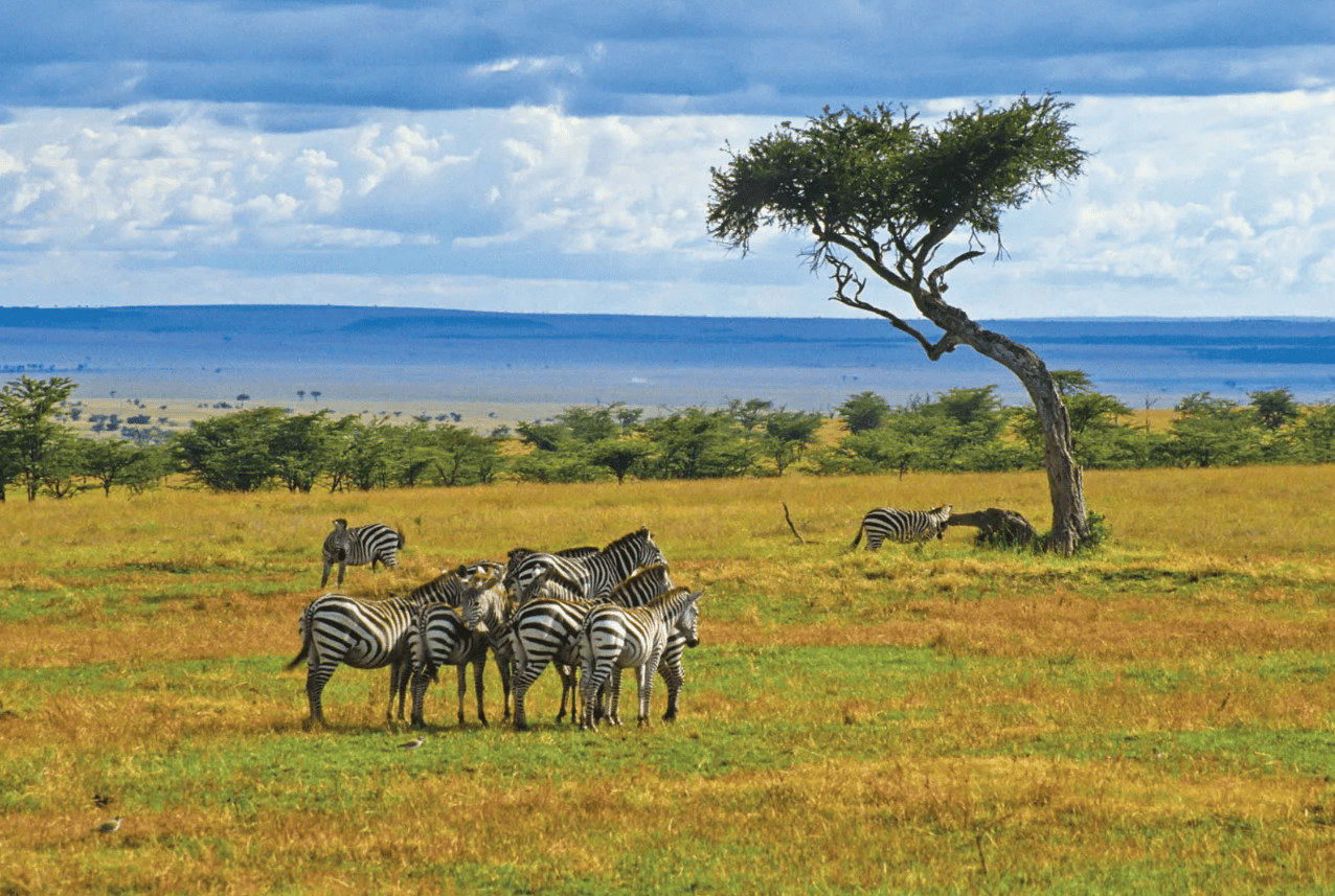 Wild Splendors: Zambia